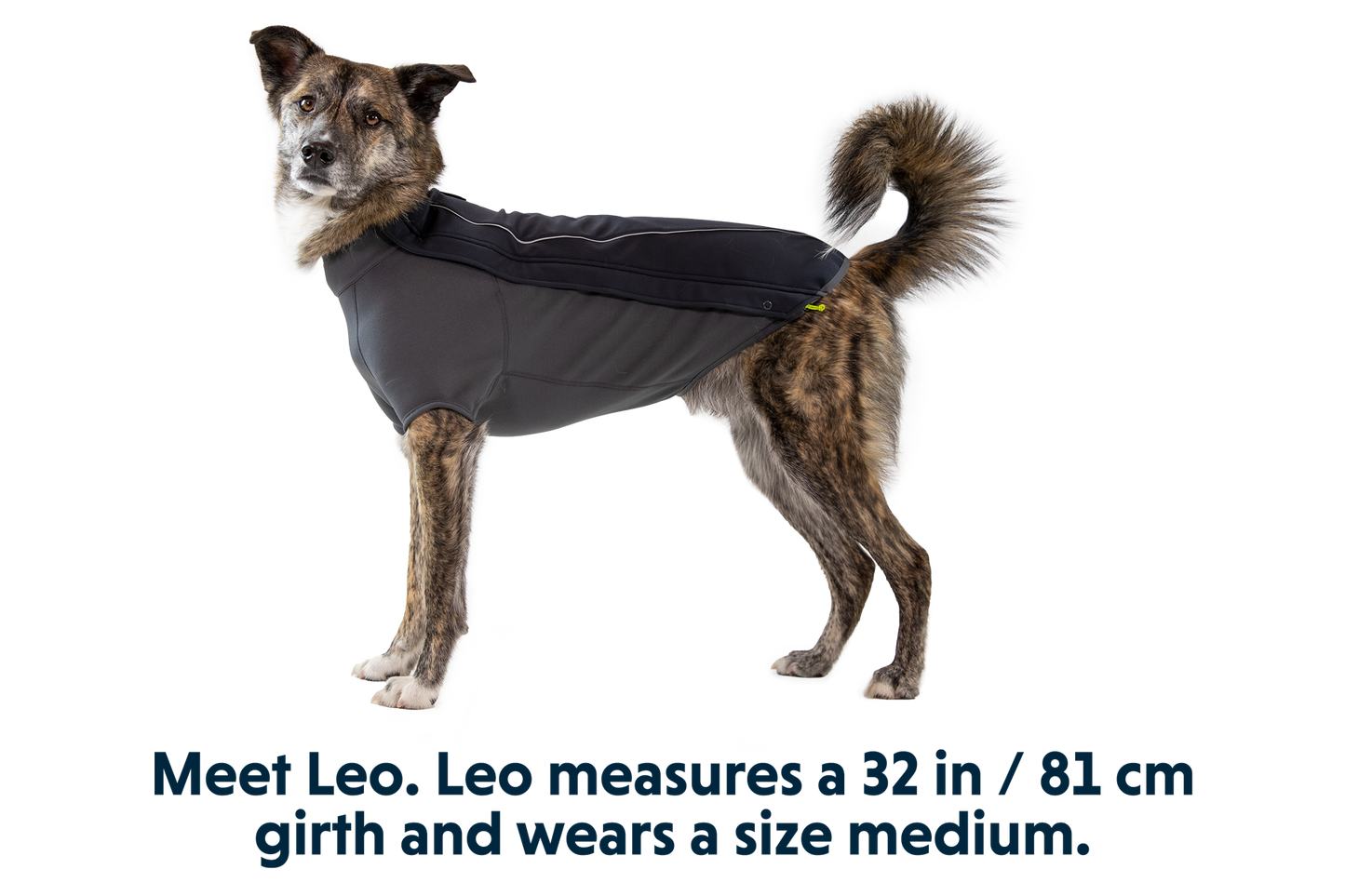 Dog Jacket