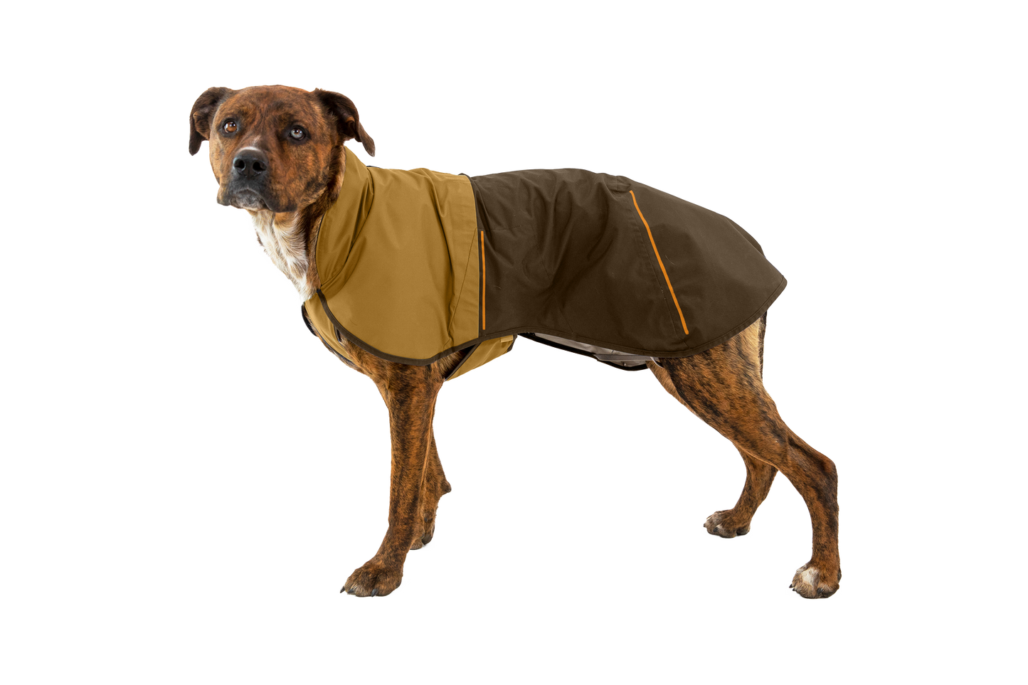 Dog Raincoat