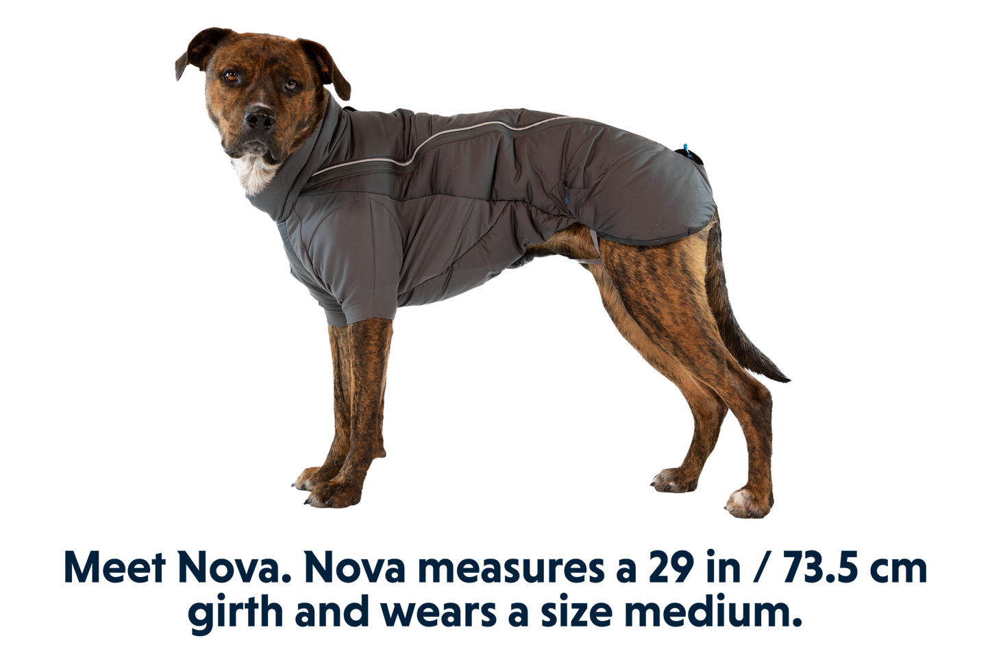 Dog Jacket