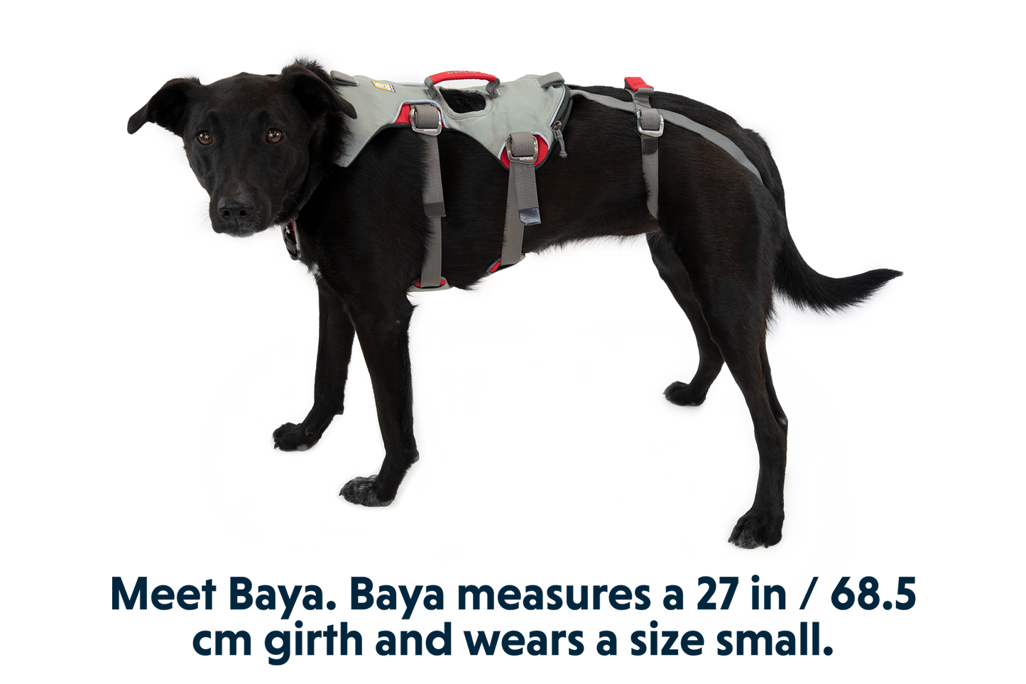 Full Body Dog Harness