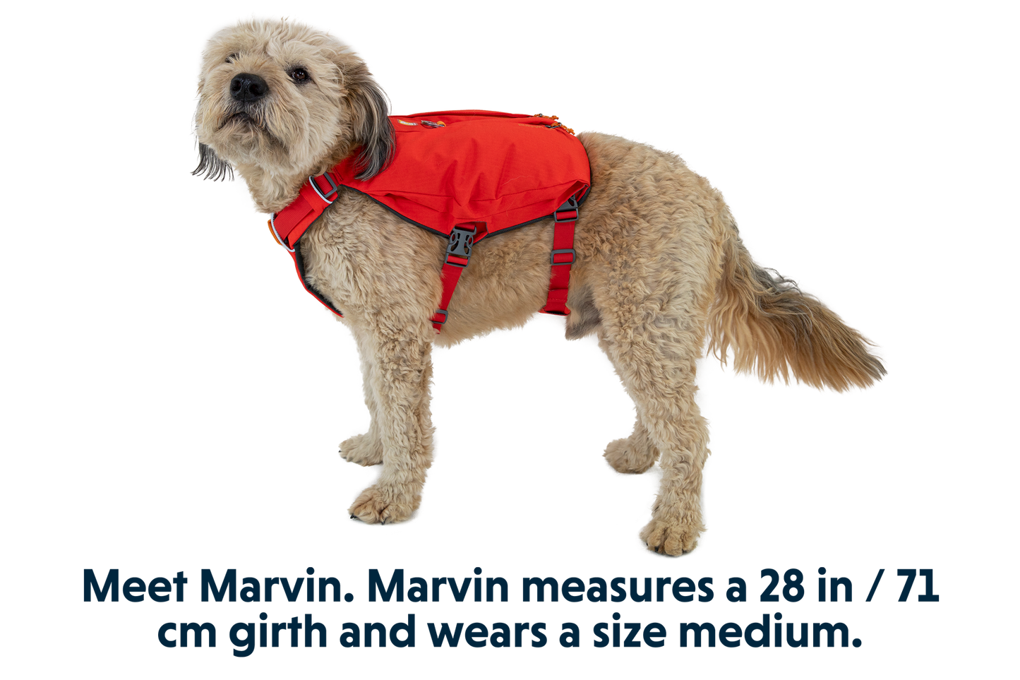 Dog Harness