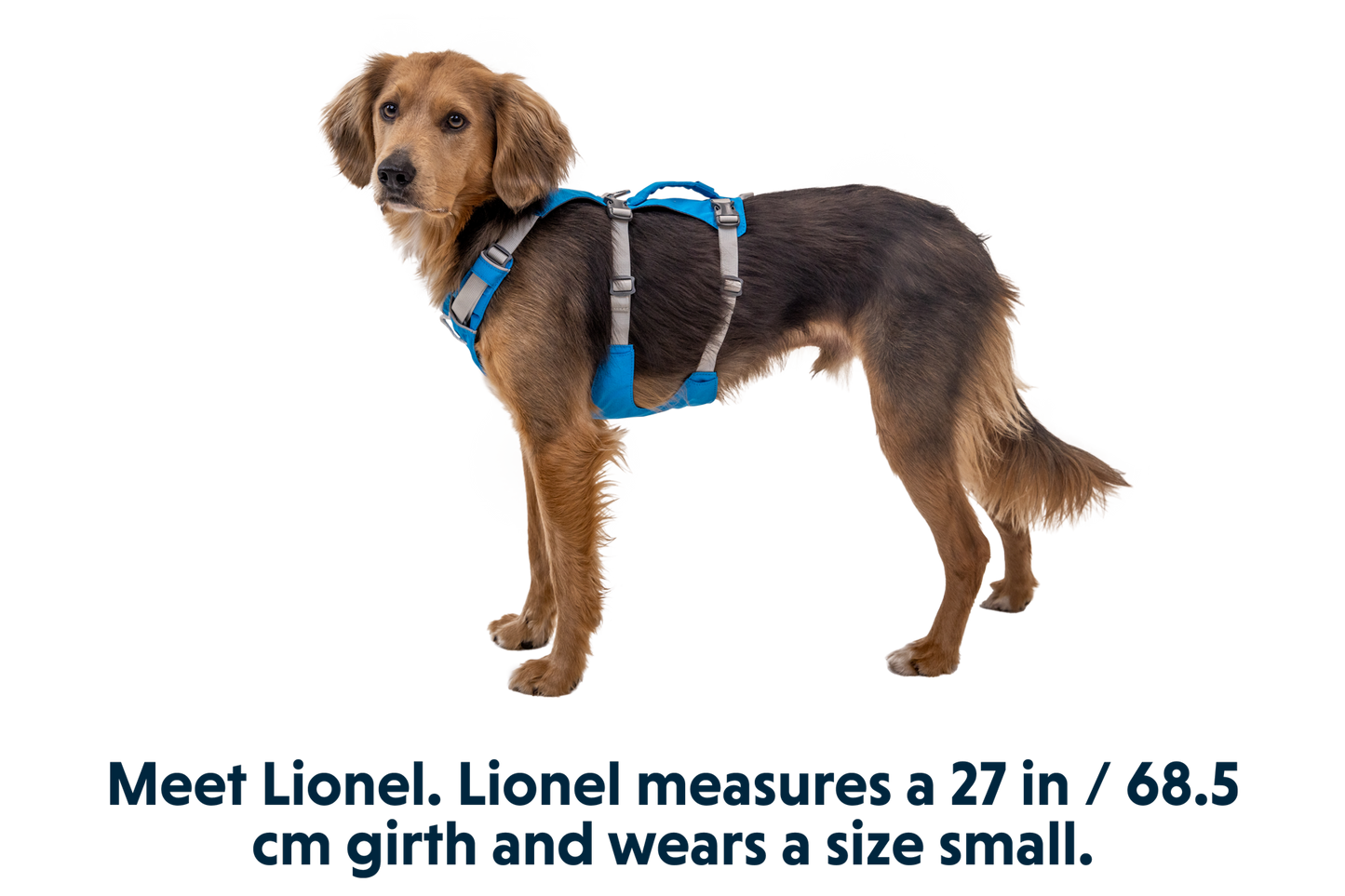 Dog Harness with Handle