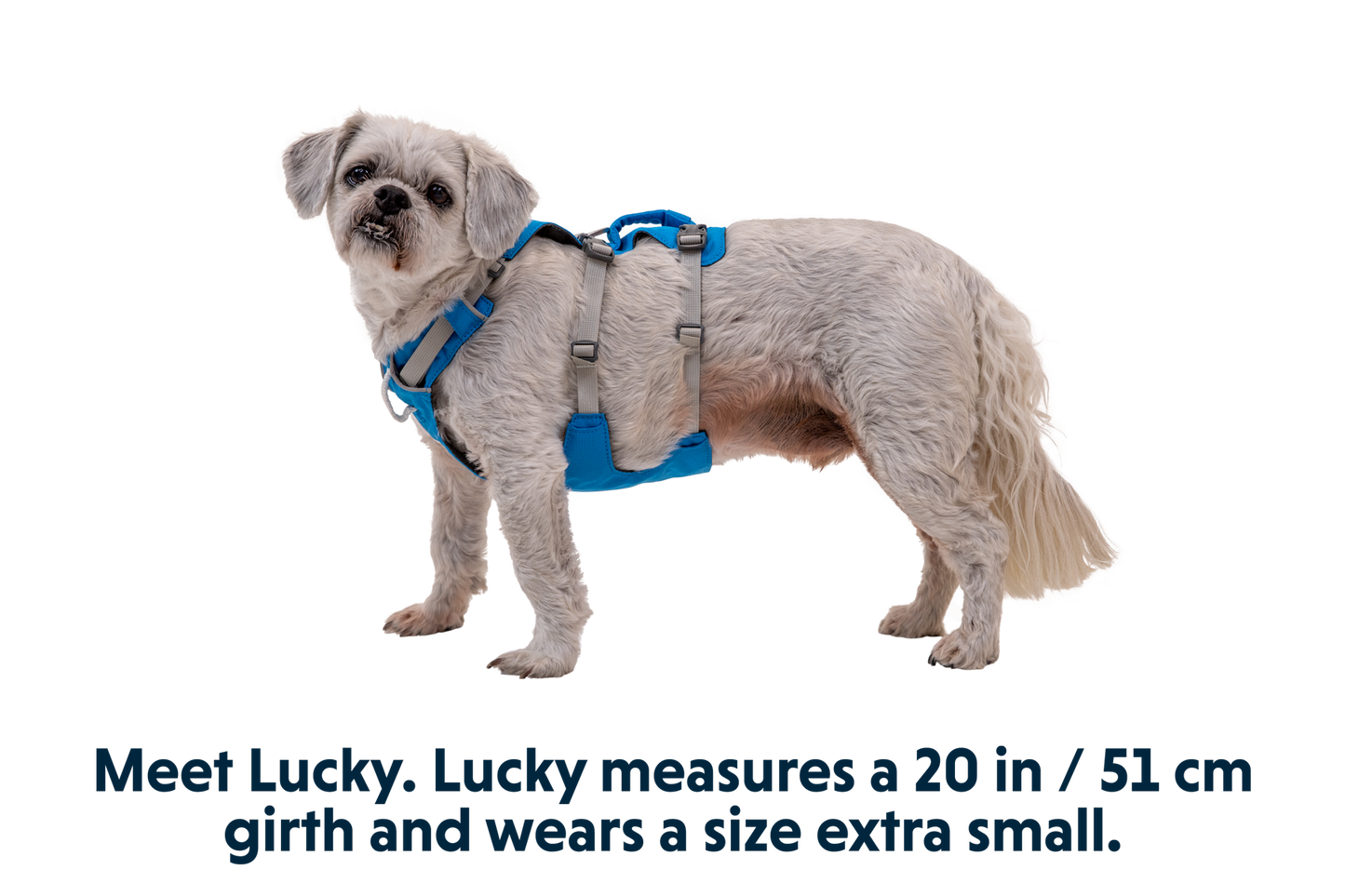 Dog Harness with Handle