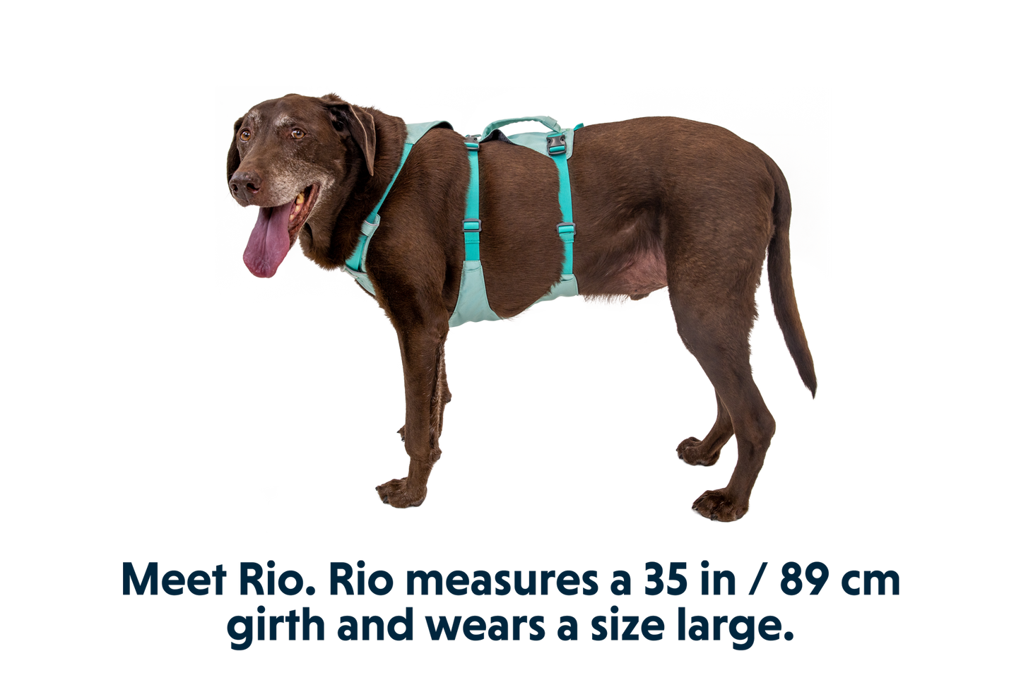 Dog Harness with Handle