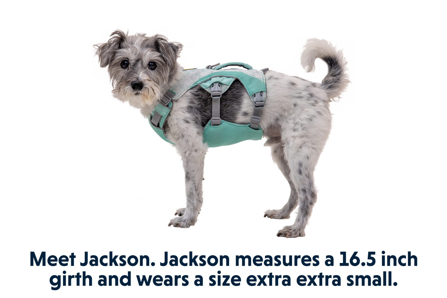 Dog Cooling Harness