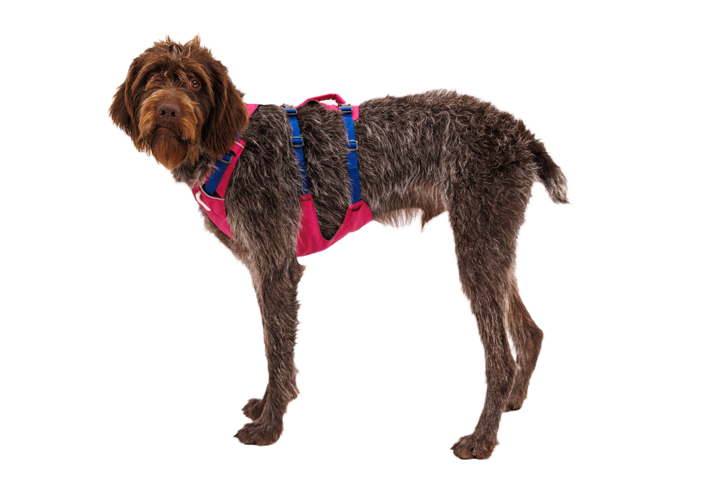 Dog Harness with Handle