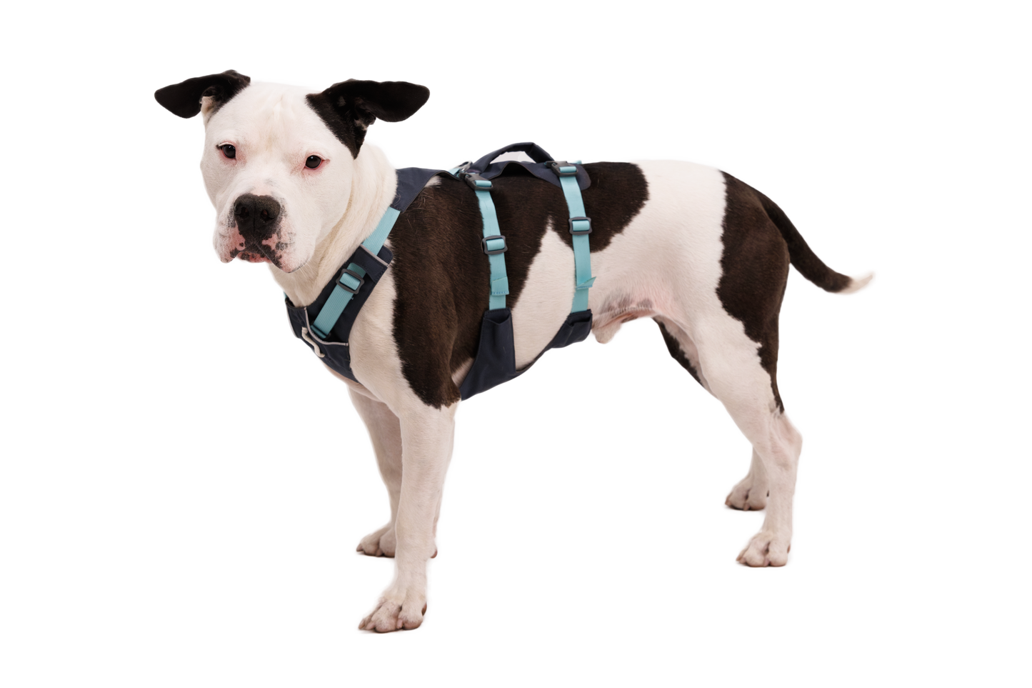 Dog Harness with Handle